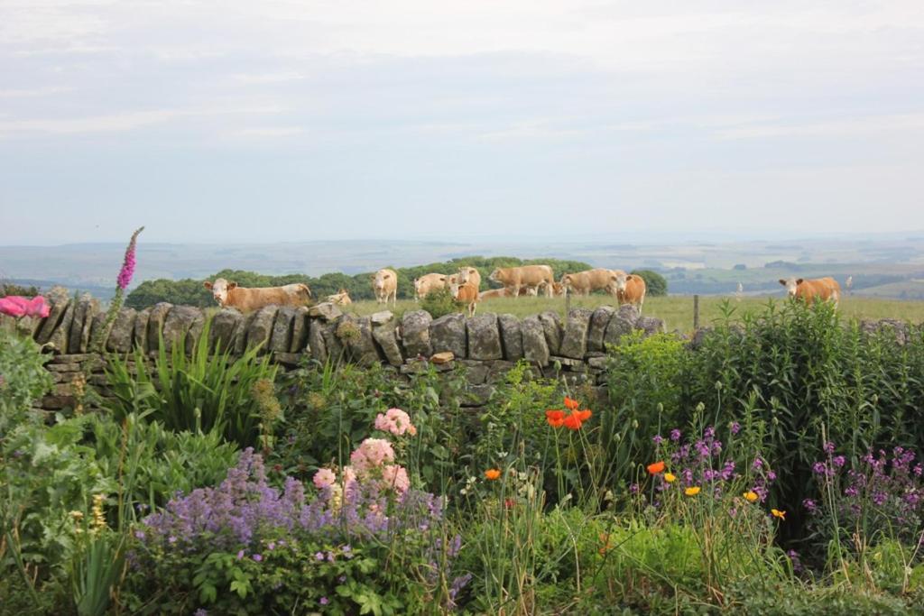 High Keenley Fell Farm Allendale Bagian luar foto